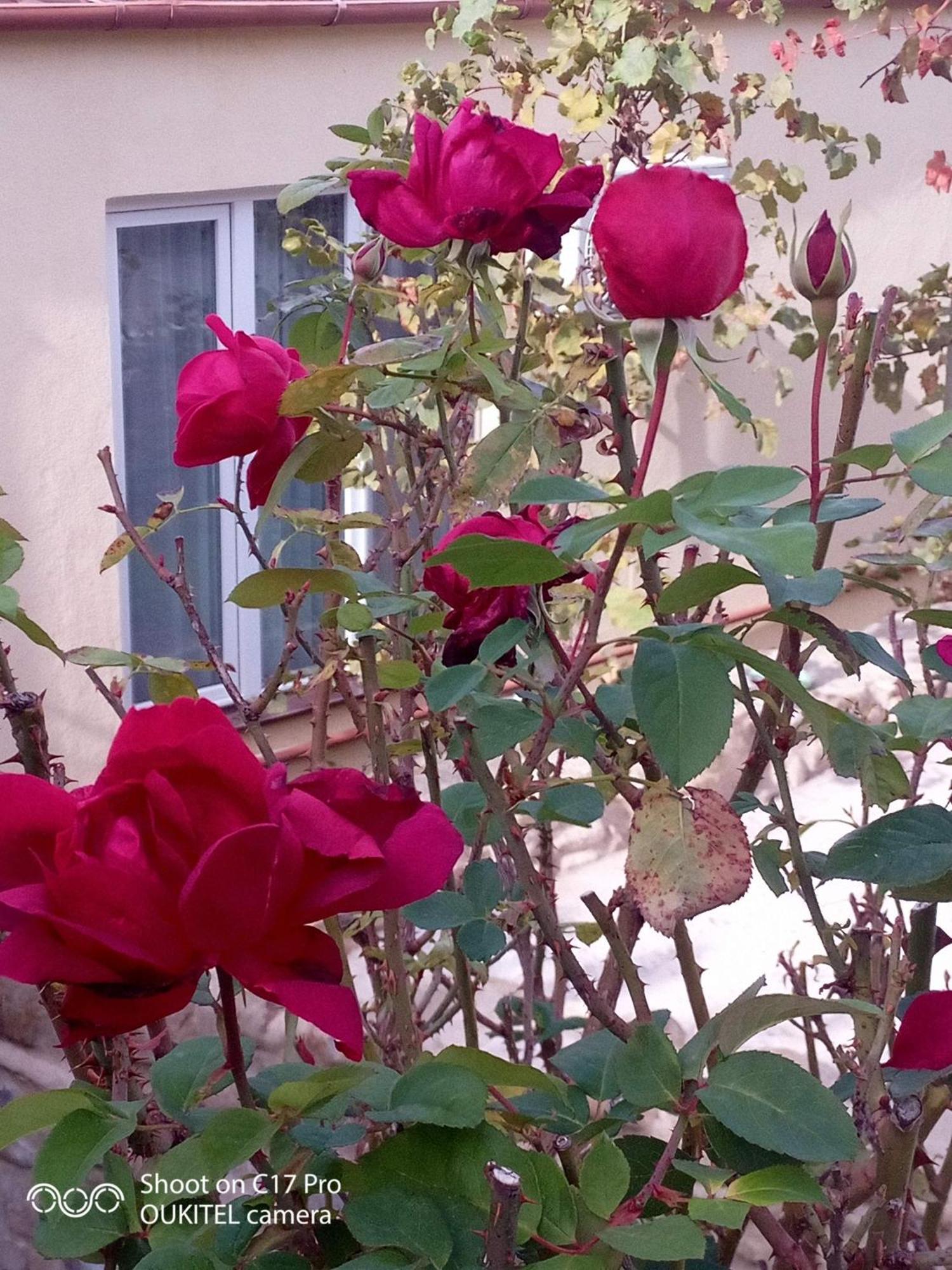 Vigor Hotel Sighnaghi Bagian luar foto